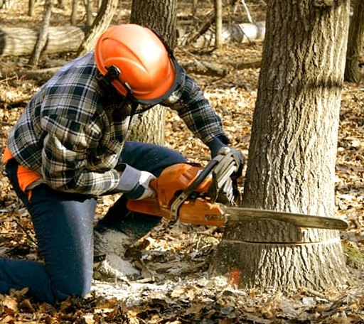 Tree Removal in Ivanhoe, TX